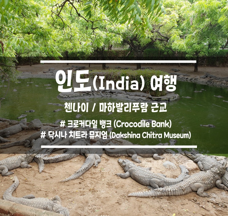  [남인도] 무질서가 질서가 되는 인도 자유 여행, 첸나이 및 마하발리푸람 근교 여행지 : 크로커다일 뱅크(악어 농장) / 닥시나치트라 뮤지엄 (남인도 민속촌)