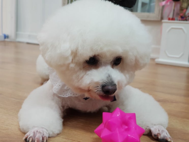  용암동애견미용 잘하는곳