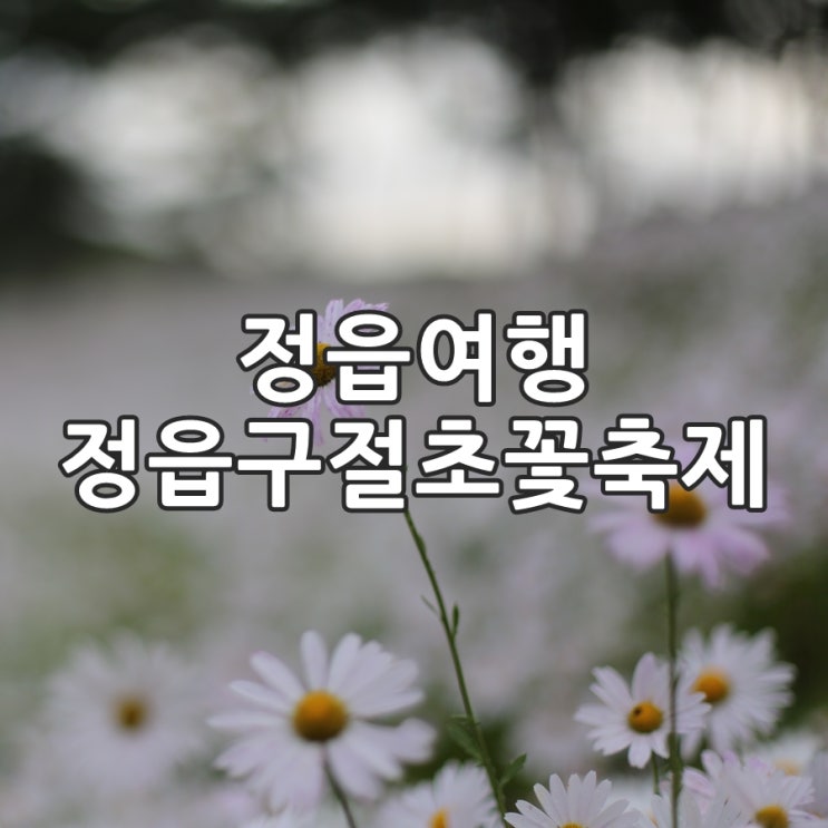  정읍 구절초축제 정읍구절초꽃축제, 입장료 내고 인생샷 담아!