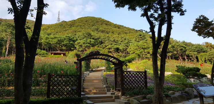  인천 가볼만한곳: 계양산 장미원