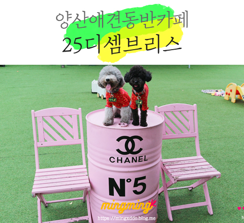  양산애견동반카페 , 25디셈브리스 @ 펫티켓은 필수