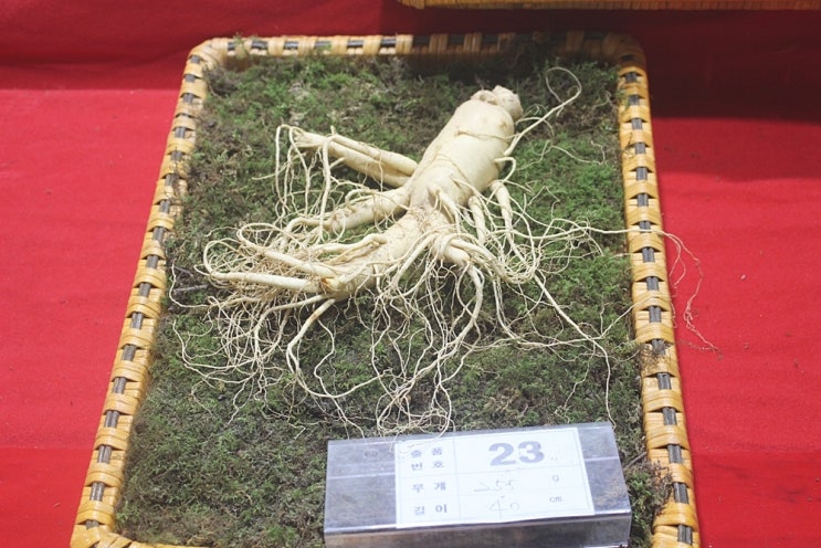 올 가을도 경북 영주 풍기인삼축제 풍년이로구나
