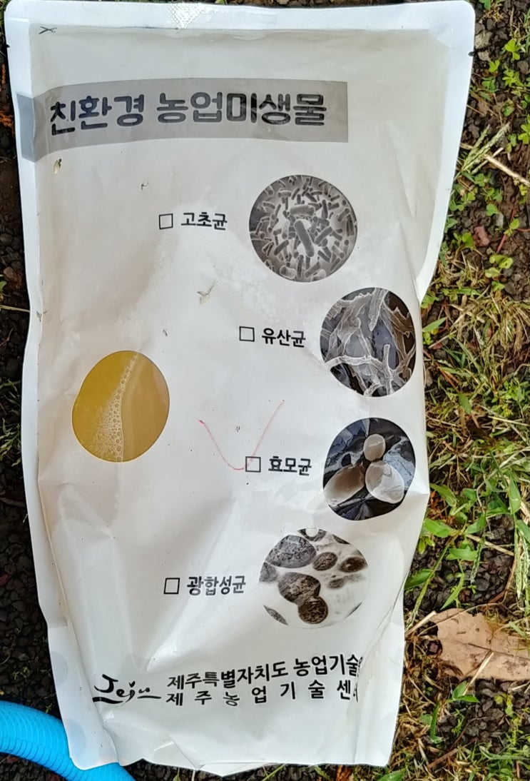 감귤 친환경 미생물 살포 감귤 친환경 미생물 살포