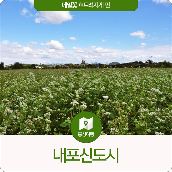  메밀꽃 흐드러지게 핀 내포신도시에서~