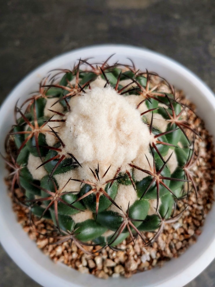  Coryphantha elephant idens .상아환