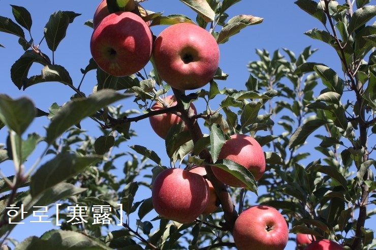  한로[寒露]