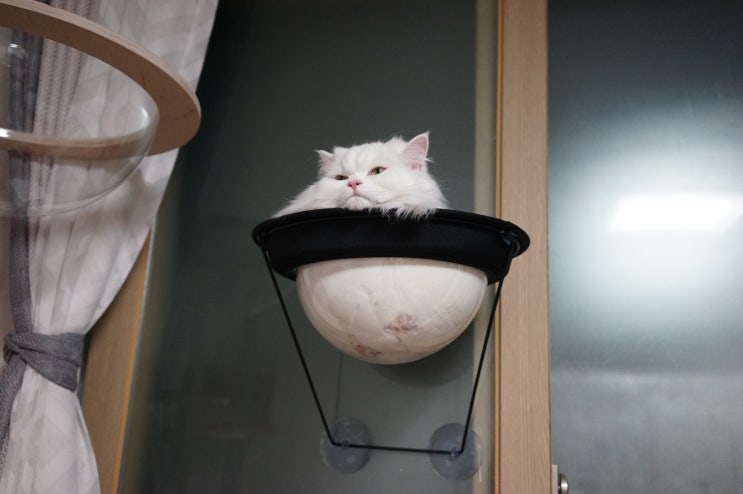  고양이 창문해먹, 우주선캡슐해먹 왕 귀여워~