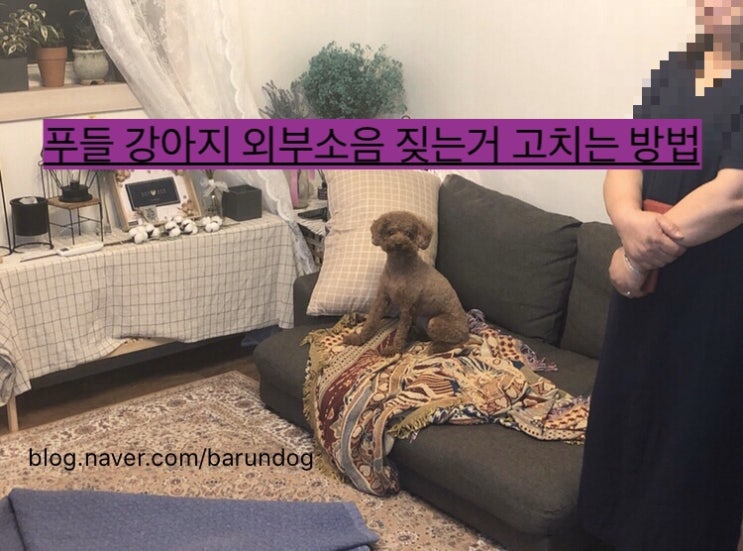 강원 춘천 원주 강아지방문 출장훈련 푸들 강아지 짖음 문제 고치기