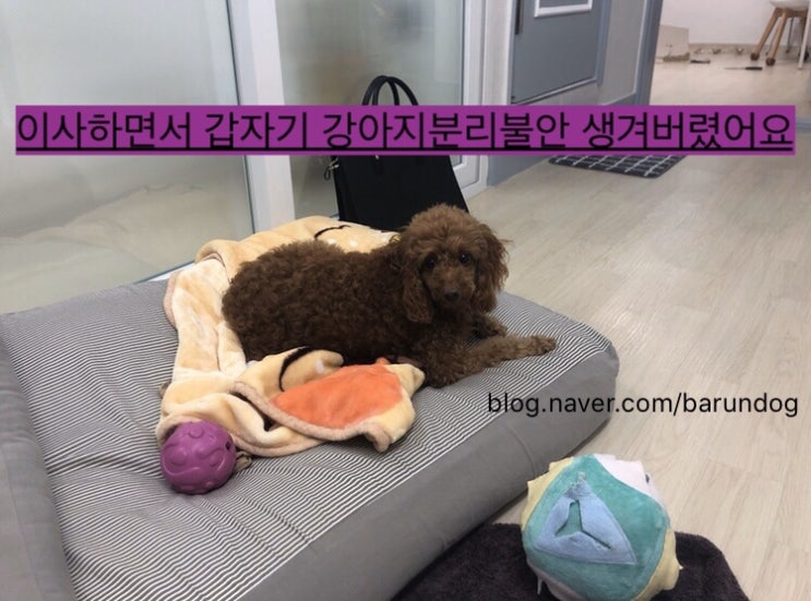  인천 강아지 분리불안 출장훈련 이사하면서 분리불안이 생겨버렸어요 하울링을 많이해요