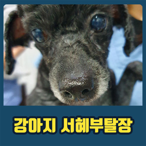 강아지 서혜부탈장 / 강아지 탈장의 종류와 원인 / 강아지 배가 튀어나왔어요