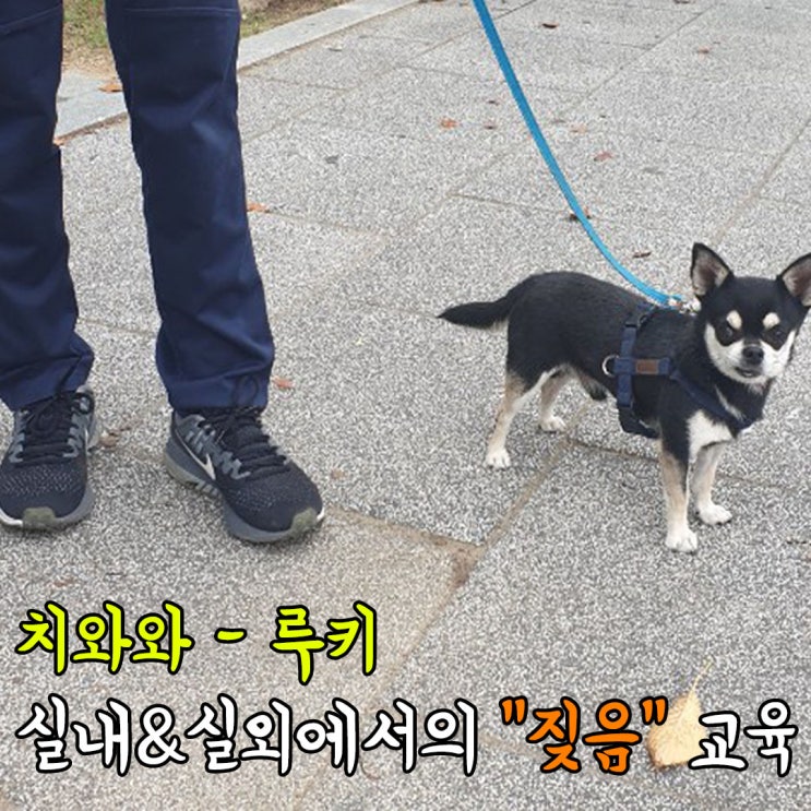  [인천 강아지훈련소] 치와와 - 루키 짖는문제가 심해 출장교육