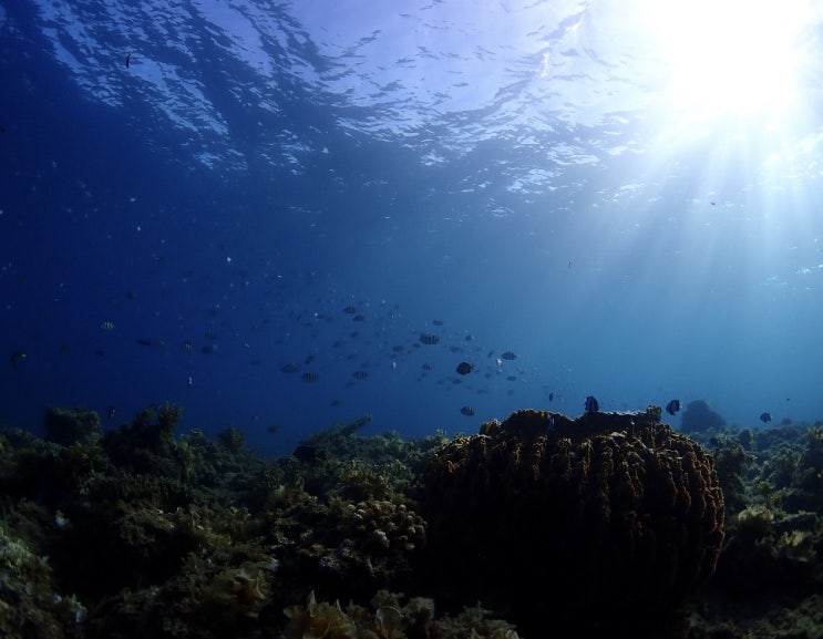[필리핀/막탄] 따듯한 바다 다이빙 최고시다!! 첫 막탄 다이빙