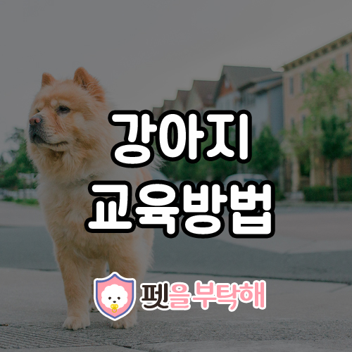  강아지 교육방법 꼭 알아두어야 할 7가지