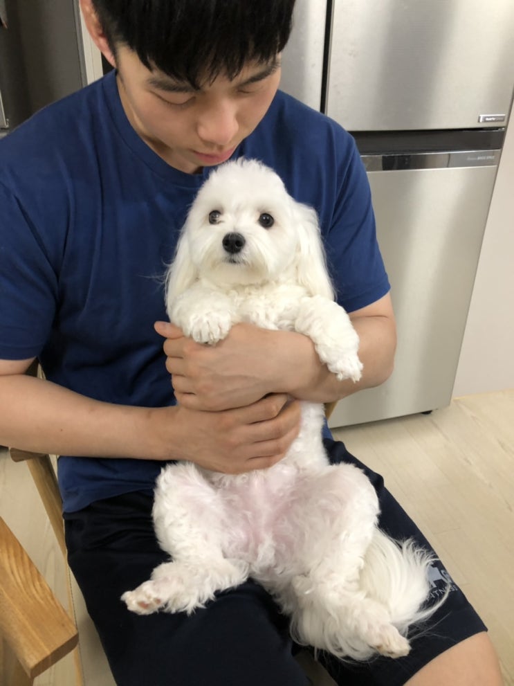  별내 애견미용 더데일리펫샵 솔직후기