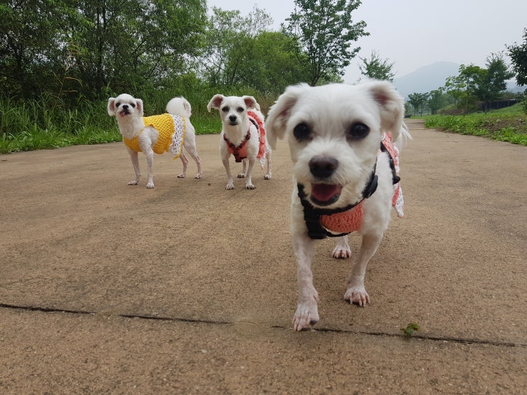  양평 산책로 :) 산만한 쏠 , 개정색하는 쏠