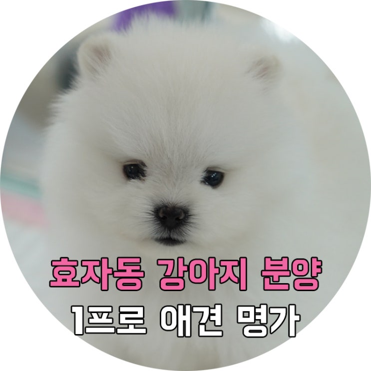 효자동강아지분양 최고의 예쁨