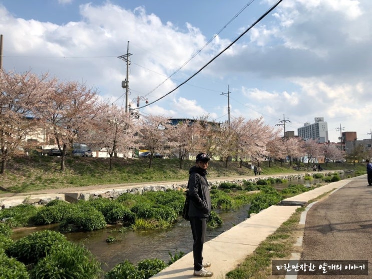  천안 벚꽃 데이트 명소 '원성천'과 '정커피 - 정컾' ; 나의 모교 '천안 남산 초등학교'