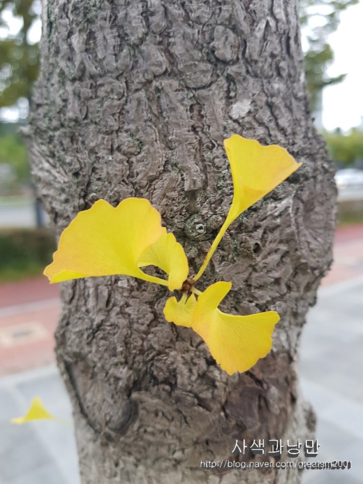 노란 잎이 날리는 날은?
