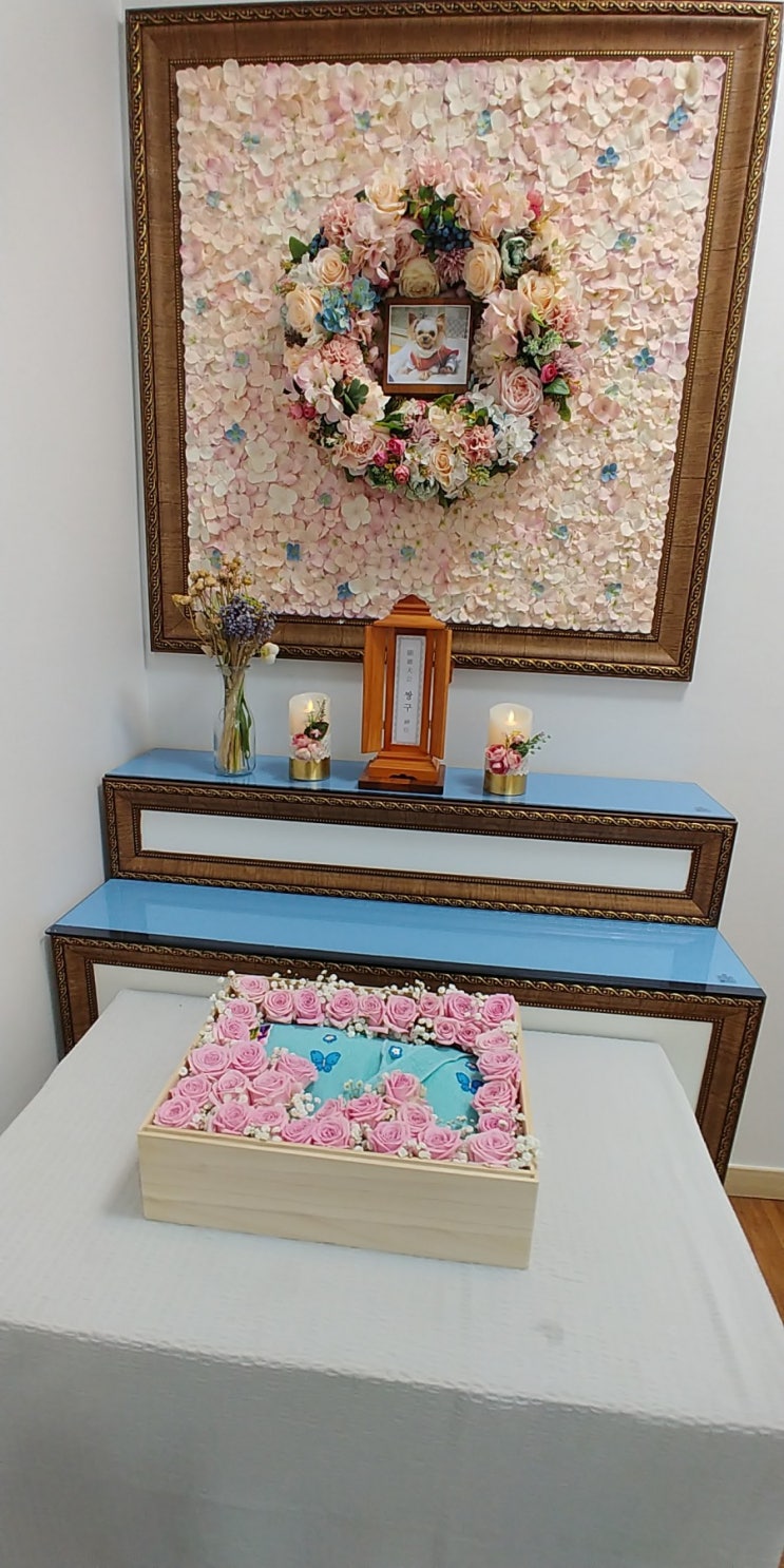  짱구 먼길 소풍갔어요 대전세종애견장례식장 무지개언덕에서 마지막을~