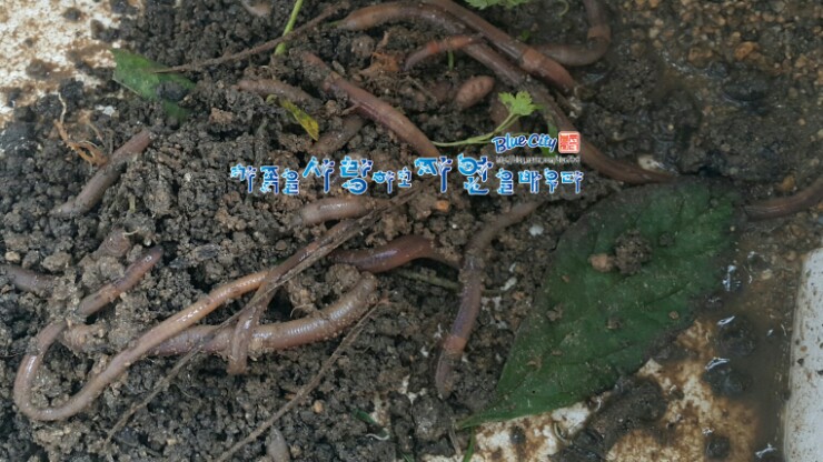  휴일 비온 후 아들과함께 지렁이잡기- 10월 기수역 장어 금어기