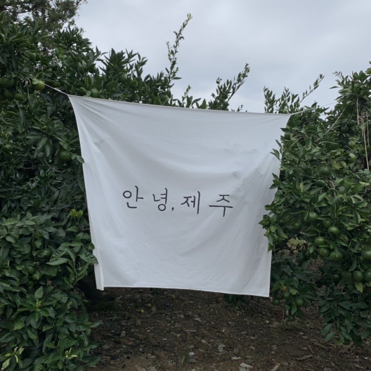  [제주도여행] 9월 제주도 2박 3일 여행일기 02(feat. 제주에인감귤밭/쇠소깍-깡통열차/올레시장/동네와인) 9월 감귤체험 불가