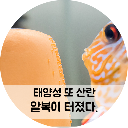 또 한번 찾아온 디스커스 산란