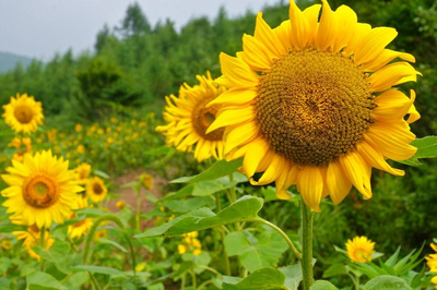  해바라기씨 효능, 부작용, 먹는방법(해바라기차,해바라기담금주,해바라기죽), 해바라기씨 껍질 벗기는법