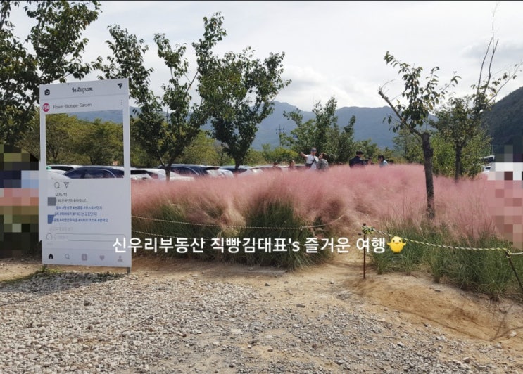  핑크물결 대구 핑크뮬리 보러가요~#대구 송해공원으로 고고싱==333