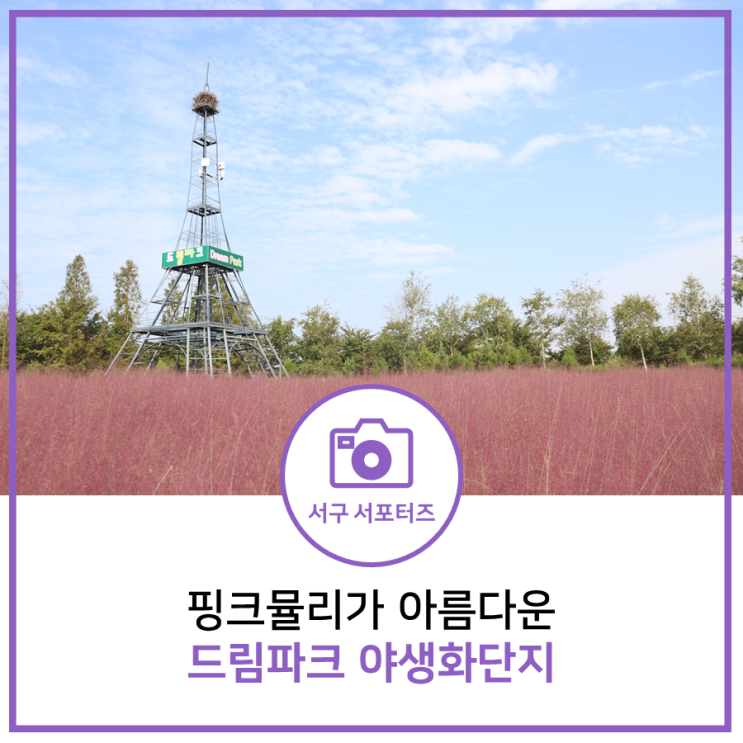  [인천시 서구 SNS 서포터즈] 서구가볼만한곳 핑크뮬리가 아름다운 '드림파크 야생화단지'