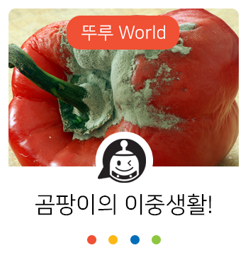  쉿! 곰팡이의 이중생활~? 사람 몸에 좋은 곰팡이가 따로 있다?