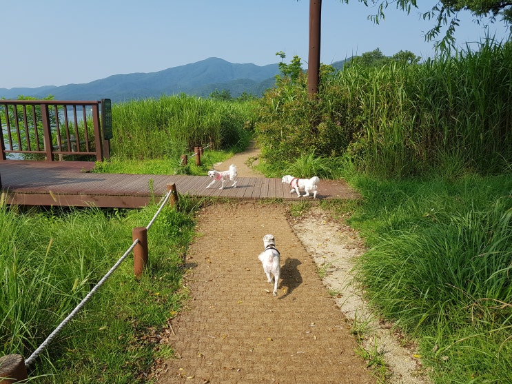 남양주 강아지 산책 다산유적지 생태공원 최애 산책로 :)