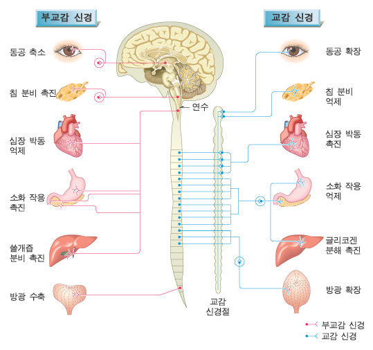  교감신경과 부교감신경의 자율신경계 교과서 그림이 잘못됐다?!?!