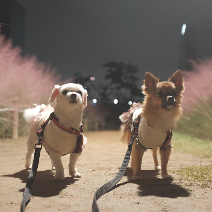 대구 핑크뮬리 강아지 산책도 할 수 있는 동구 혁신도시 신서중앙공원