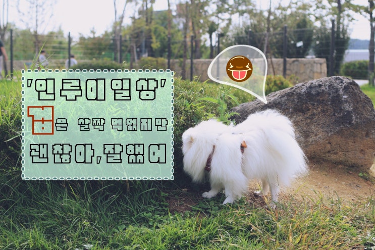  [인루이일상]겁은 살짝 먹었지만 괜찮아,잘했어