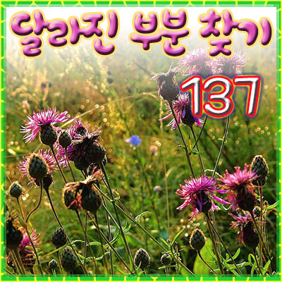  엉겅퀴, 임실엔 치즈 말고도 엉겅퀴가 유명하다!