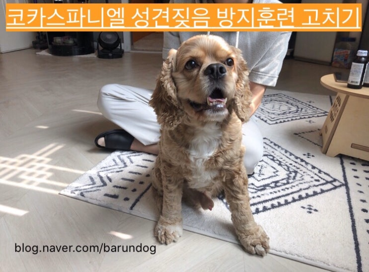 인천강아지출장훈련 성견짖음훈련 코카스파니엘 짖는거 고치는방법 인천강아지출장훈련 성견짖음훈련 코카스파니엘 짖는거 고치는방법