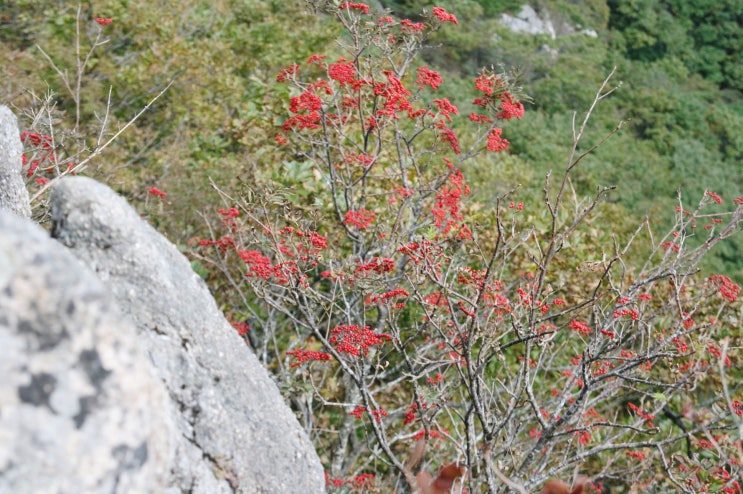 대구근교힐링산행, 가을이 내려앉고 있는 팔공산 서봉(1.150m)