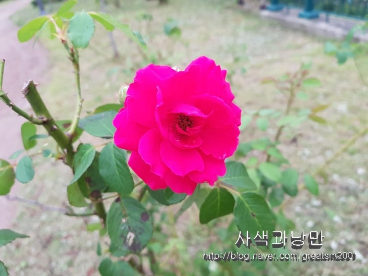  가을 장미