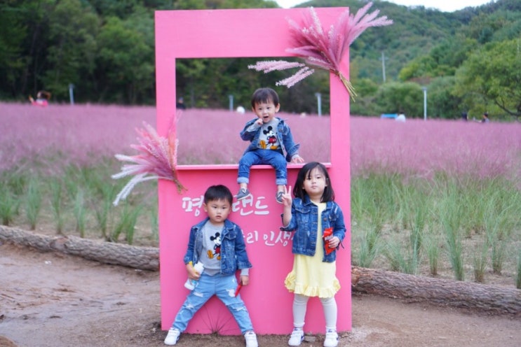  핑크뮬리축제 포천 평강랜드 야간개장 w.바베큐장 즐기기