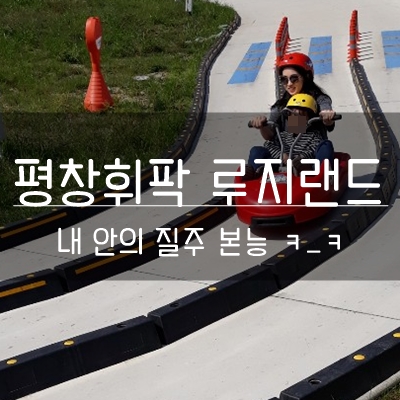  강원도 루지 평창루지랜드 신나게 즐겼당