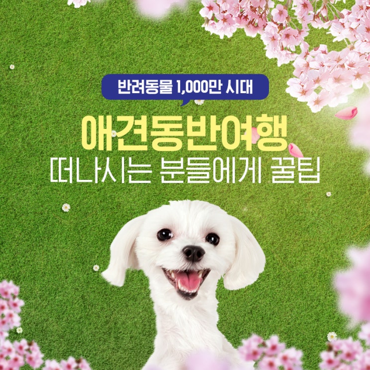  애견동반여행 꿀팁 알고 준비하세요