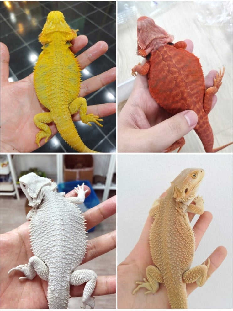  비어디드래곤 사육방법, 키우는 법 (모프, 사육관리, 번식등)