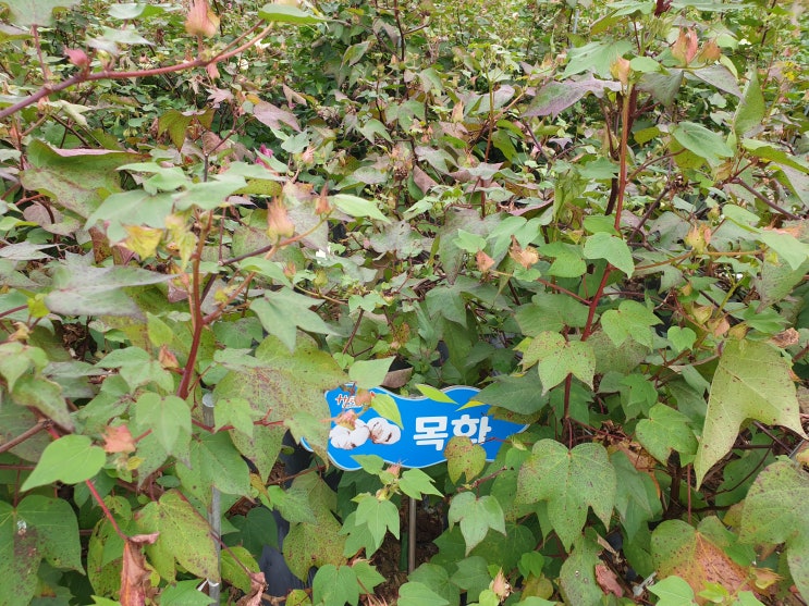  김천 전통작물 재배