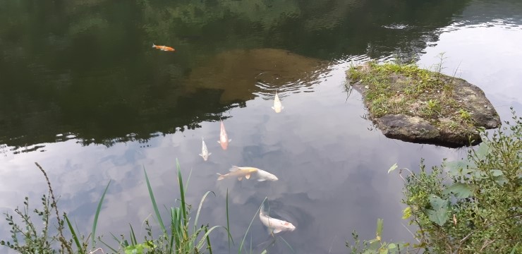  수원 광교산(光敎山) - 05) 억새밭에서 절터약수터를 거쳐 상광교로 내려가는 길
