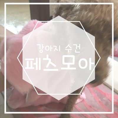  강아지 수건 페츠모아 애견 타올 하나면 드라이 시간 단축 가능해