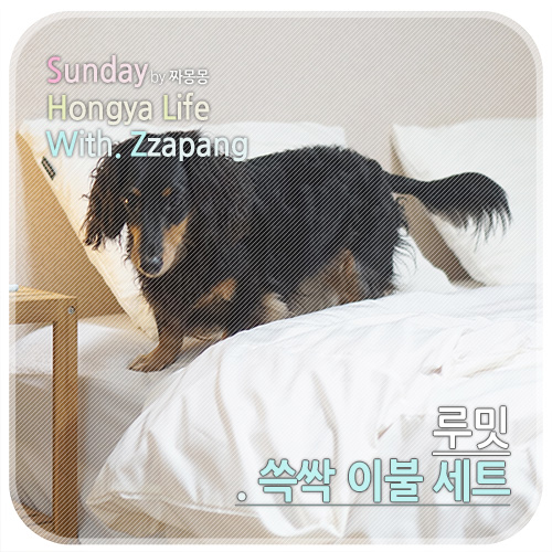  루밋 쓱싹 이불커버로 반려동물 털 쉽게 털어내요:-)