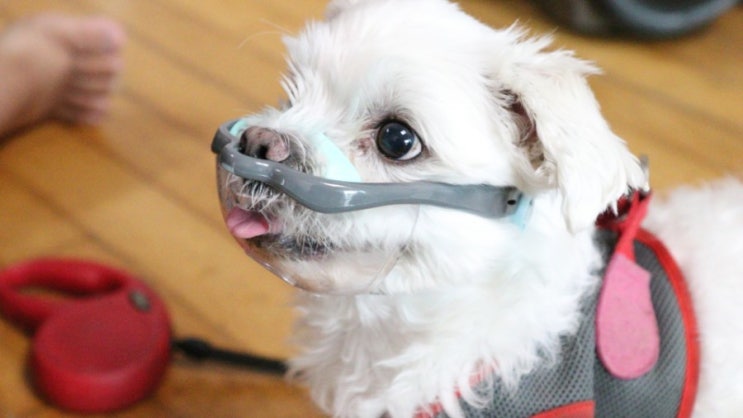  강아지입마개 울집 말티 소형견 입마개 루브립 투명 선택!