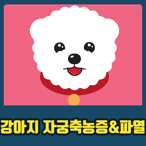  ［ 수원광교 돌봄동물병원 ］강아지 자궁축농증 수술 / 강아지 자궁파열 / 강아지 자궁축농증 증상