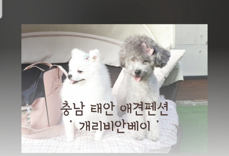  충남 태안 애견펜션 개리비안베이 강추~!