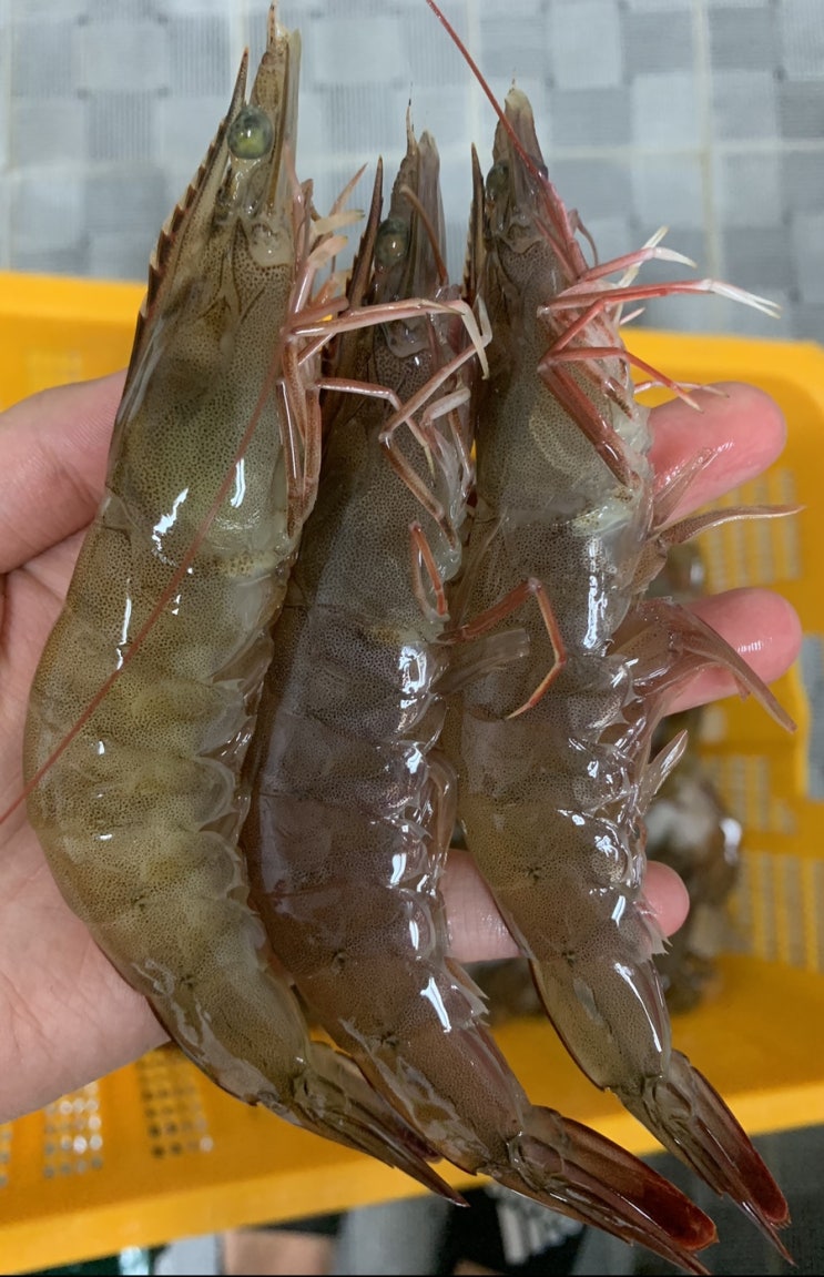  한번 더 내렷습니다! 활왕새우(흰다리새우)2kg-40,000원!예약주문 받습니다 판매합니다! 많은 문의 부탁드려요~